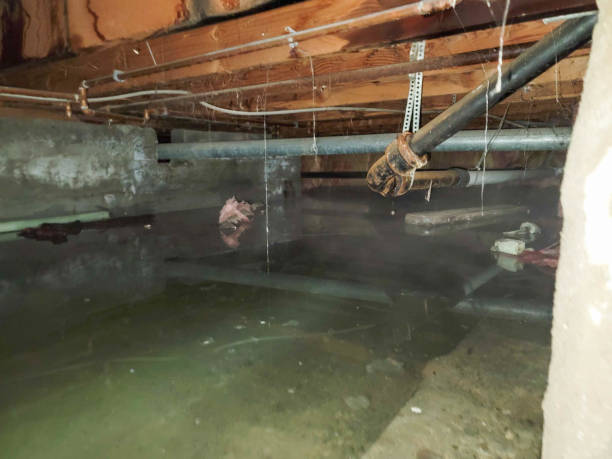 Best Fire Damage Restoration  in Hawthorne, FL