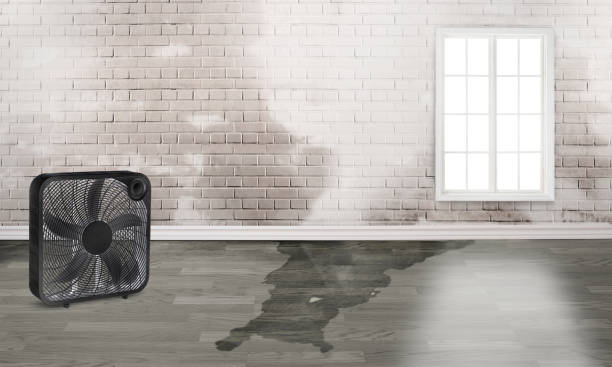 Best Water damage cleanup near me  in Hawthorne, FL