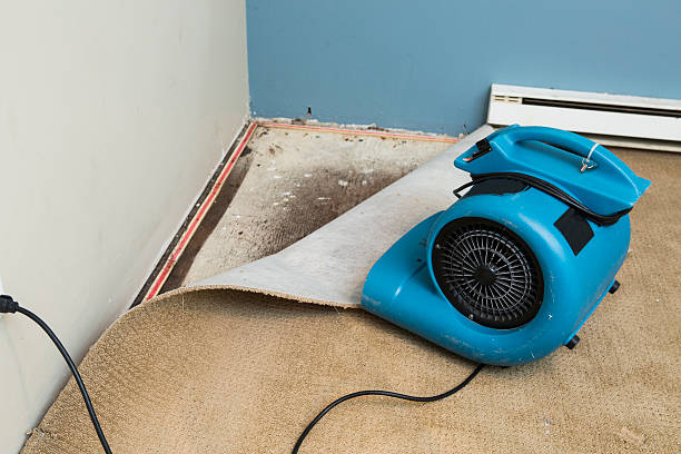 Best Basement water damage restoration  in Hawthorne, FL